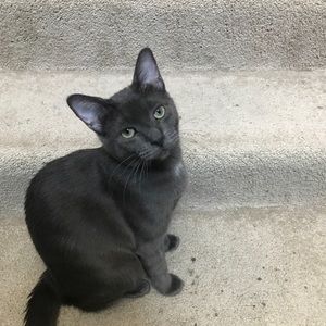 Meet your Posher, Koda